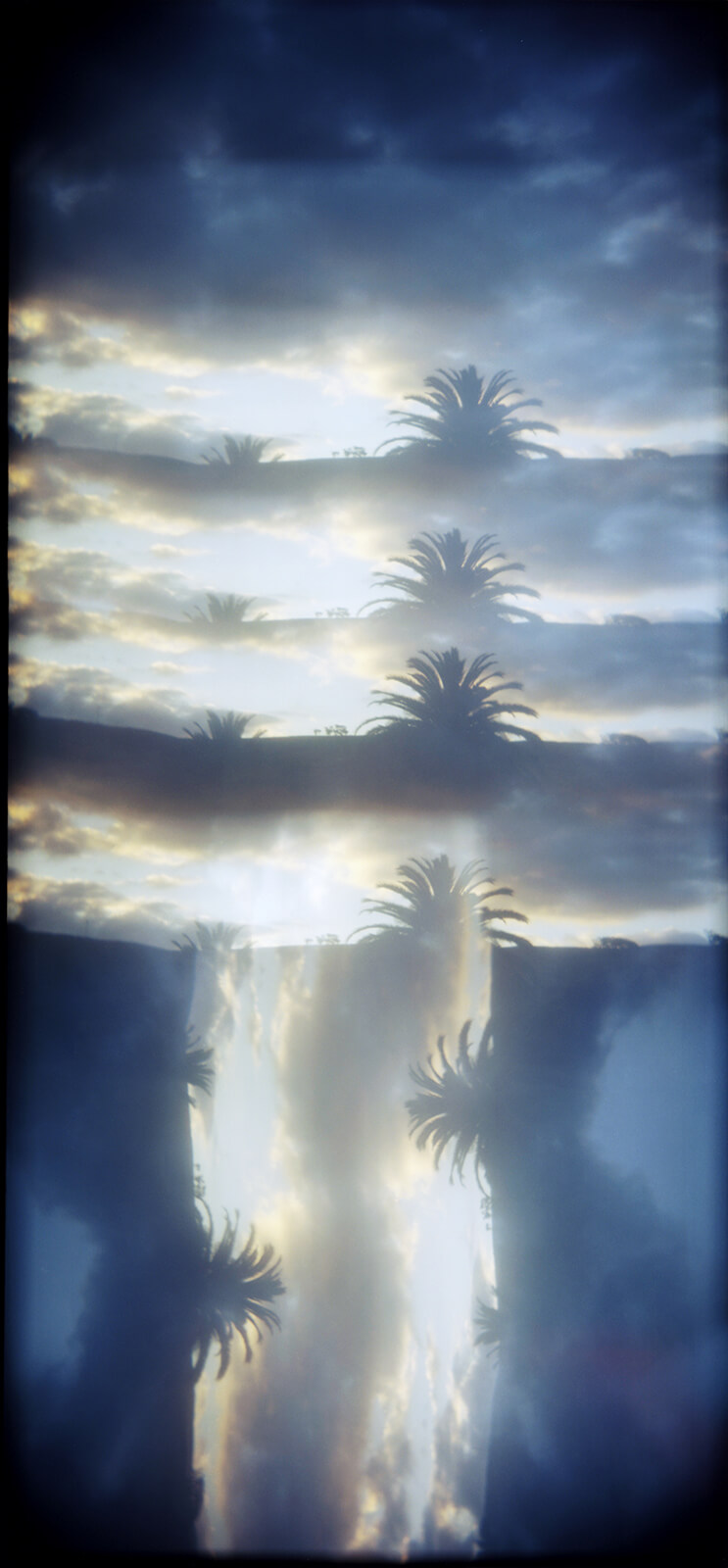 Catalina Palm Pano copysmall