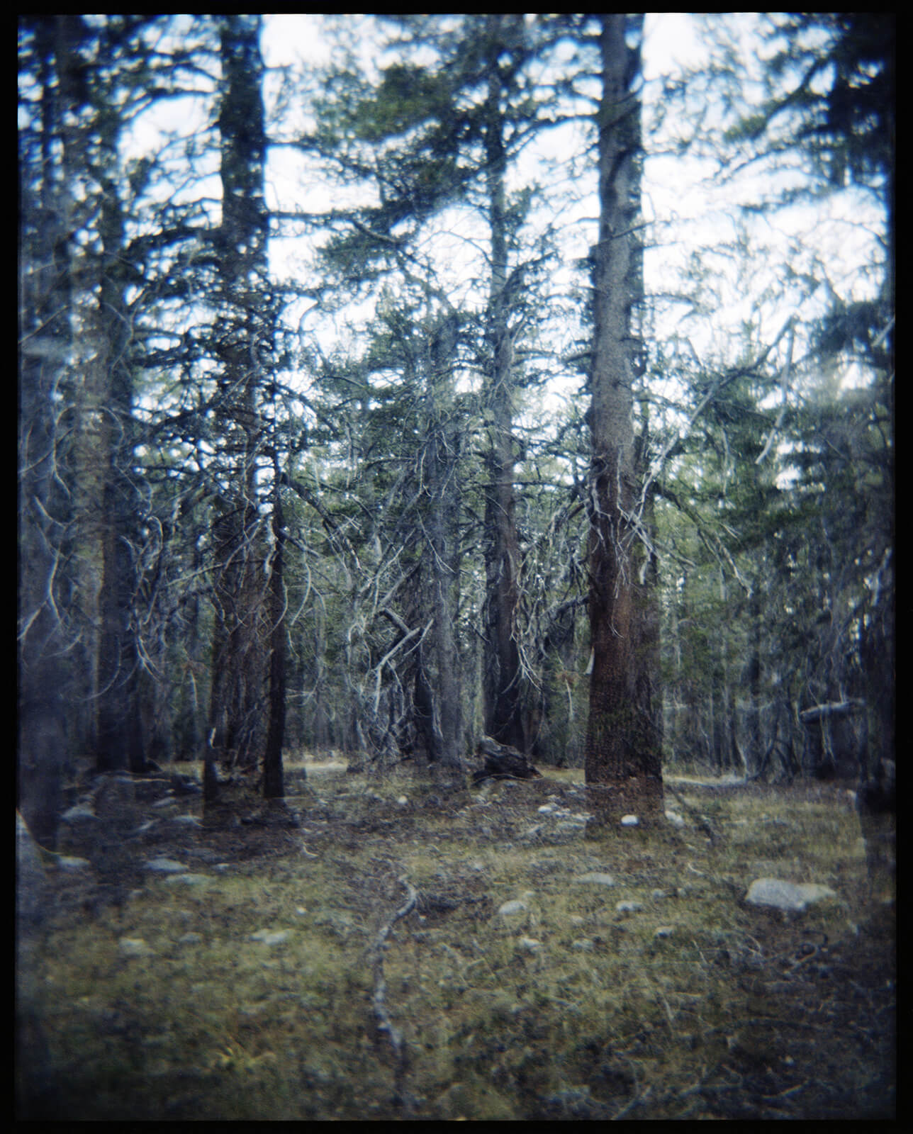 Sierra Trees Bench Lakesmall