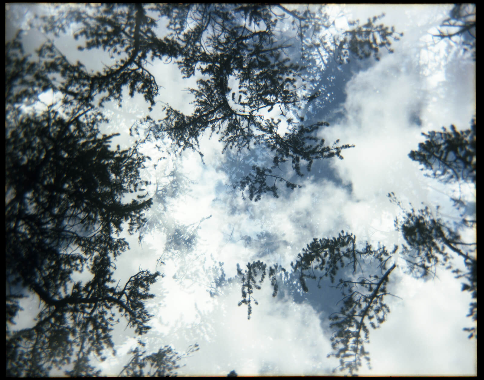 Sierra Trees skyward