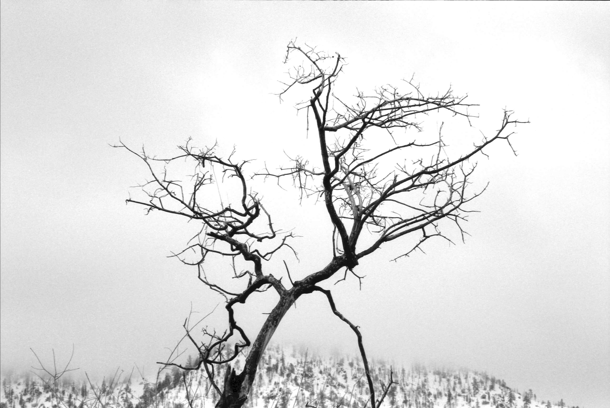 burnt tree copy SMall