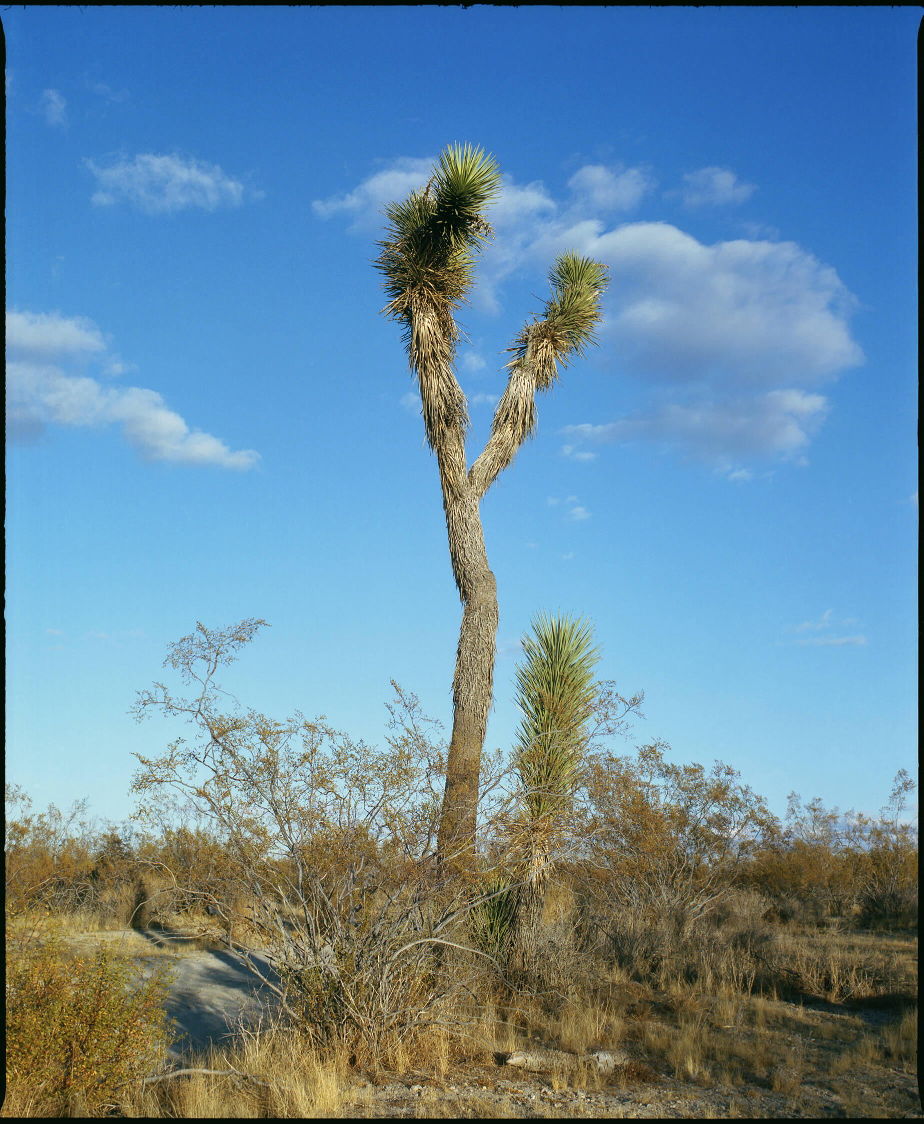 Llano J Trees copy