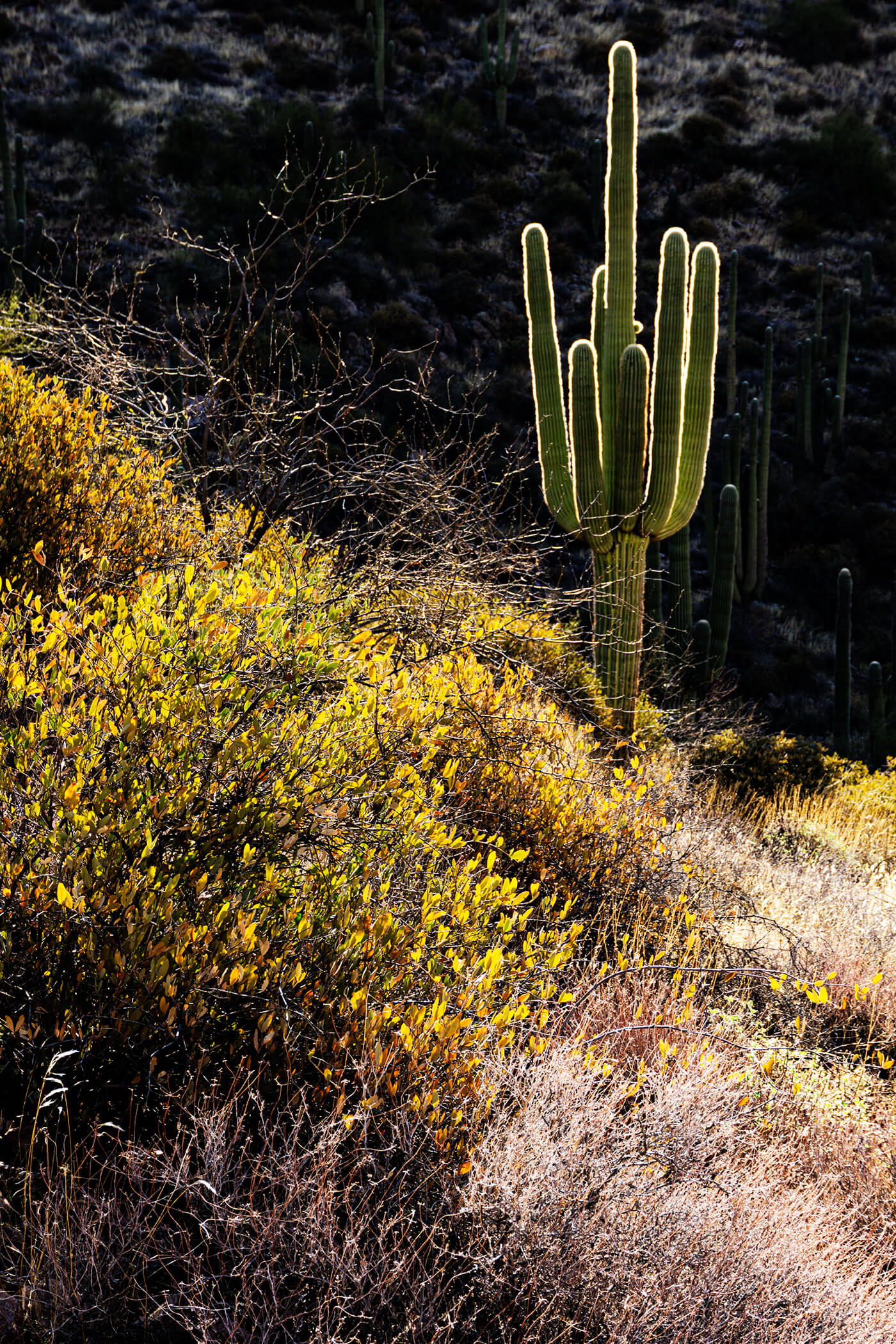 BacklitSaguaro