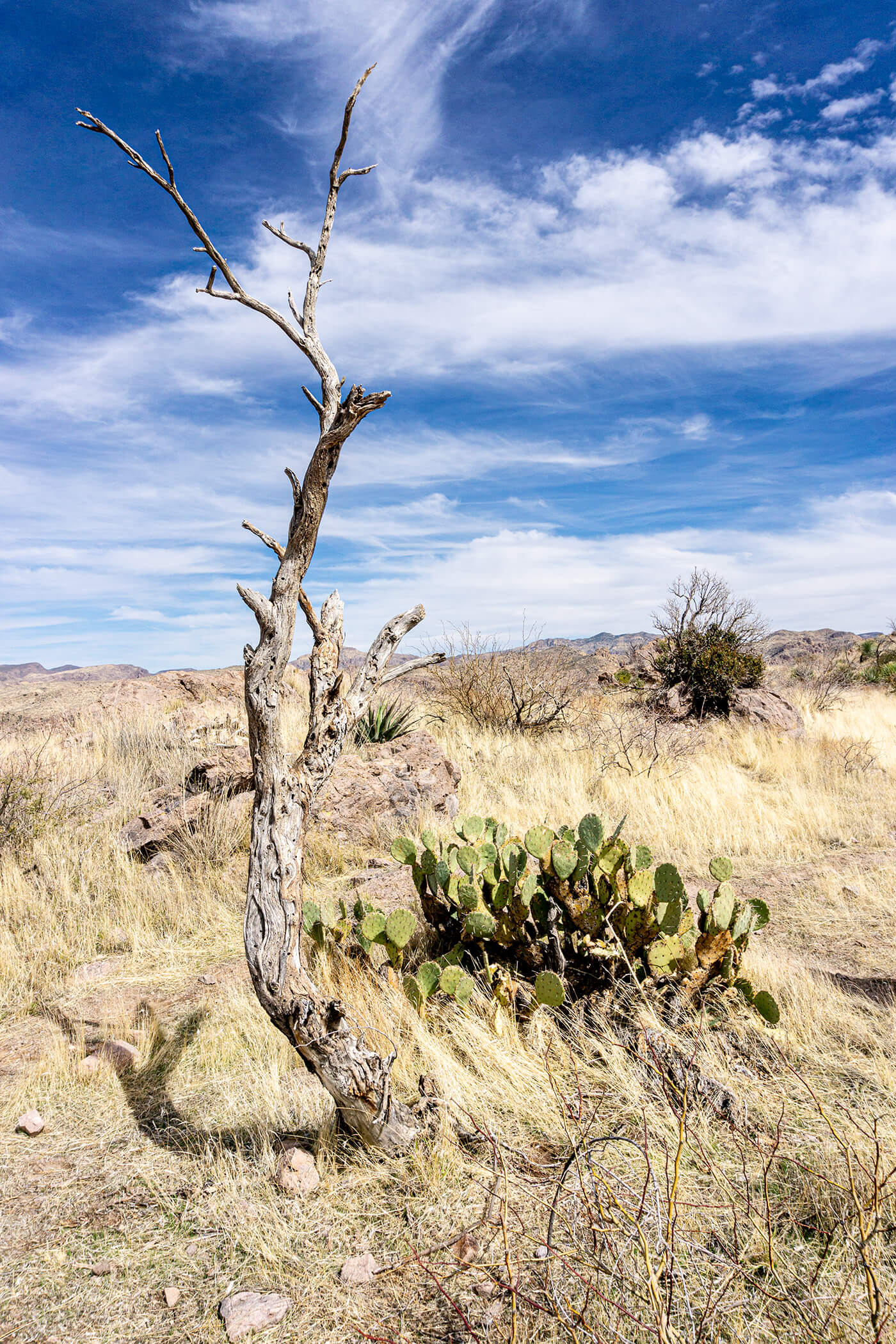 StickTree2