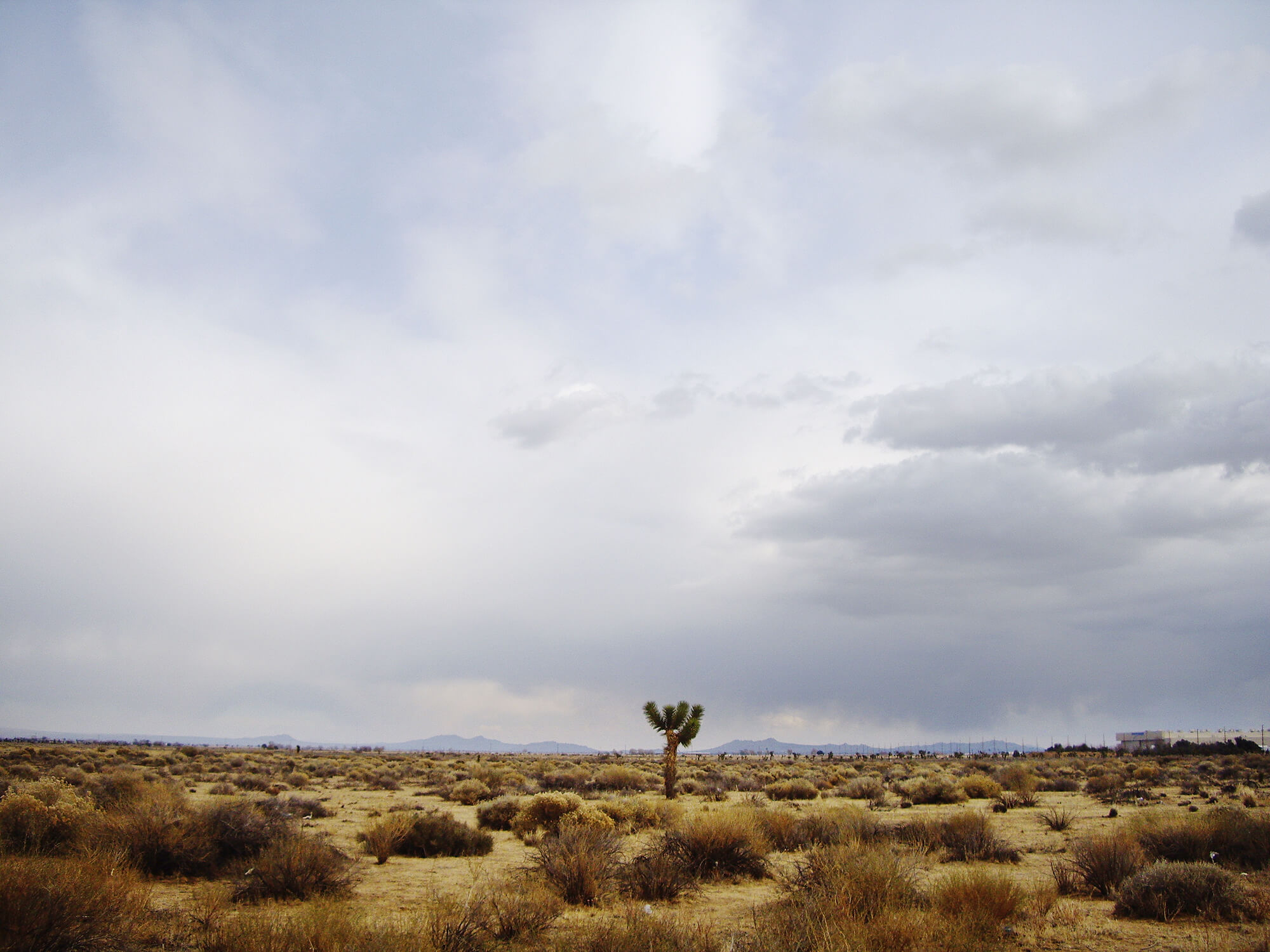 AveMEastJoshuaTree