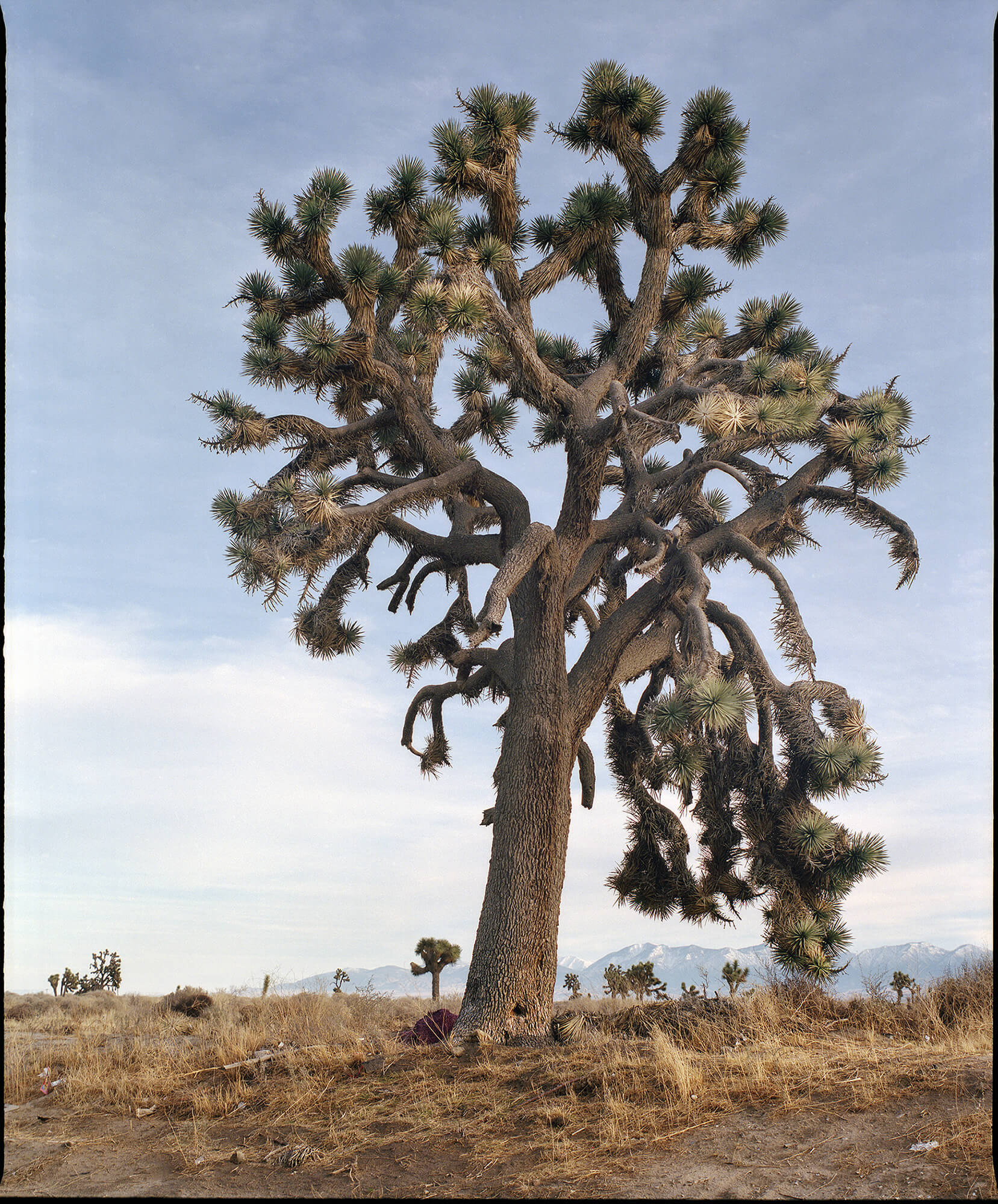 Big J Tree 2