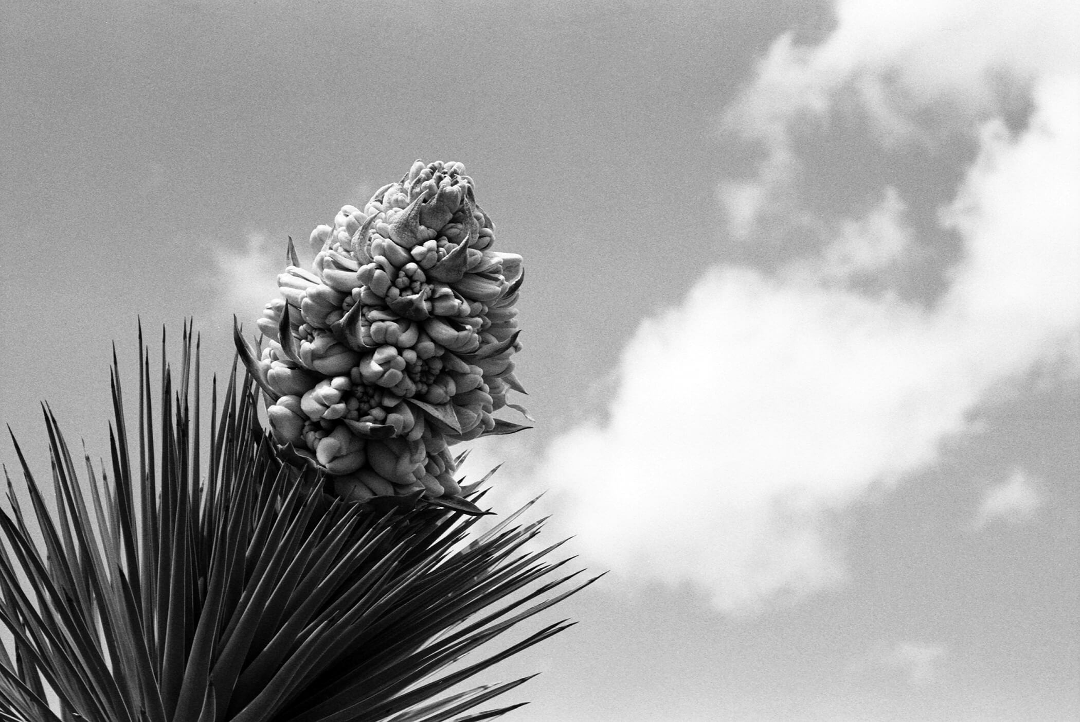 NewJTreeBloomGood