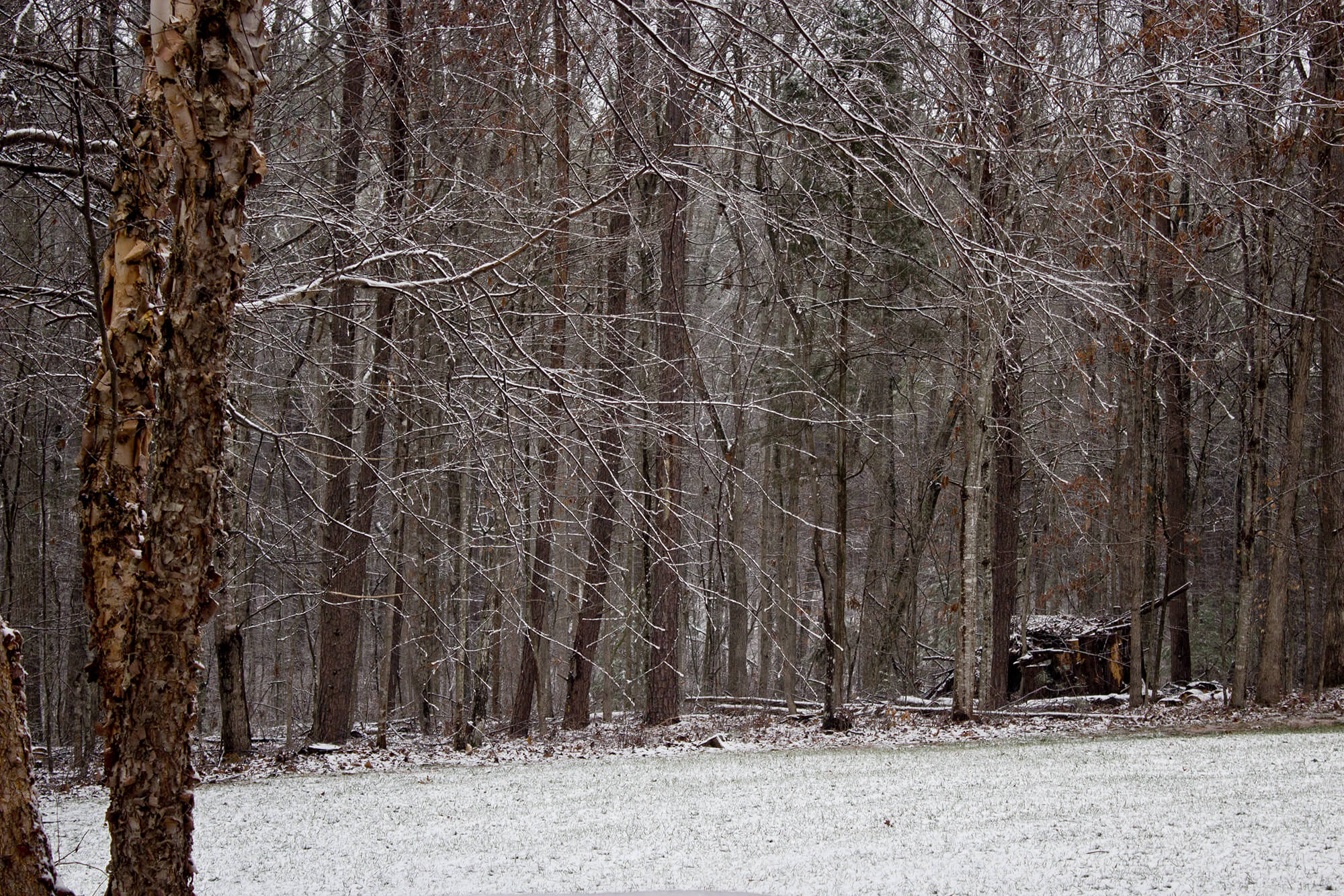 SnowOnBoughs2_1