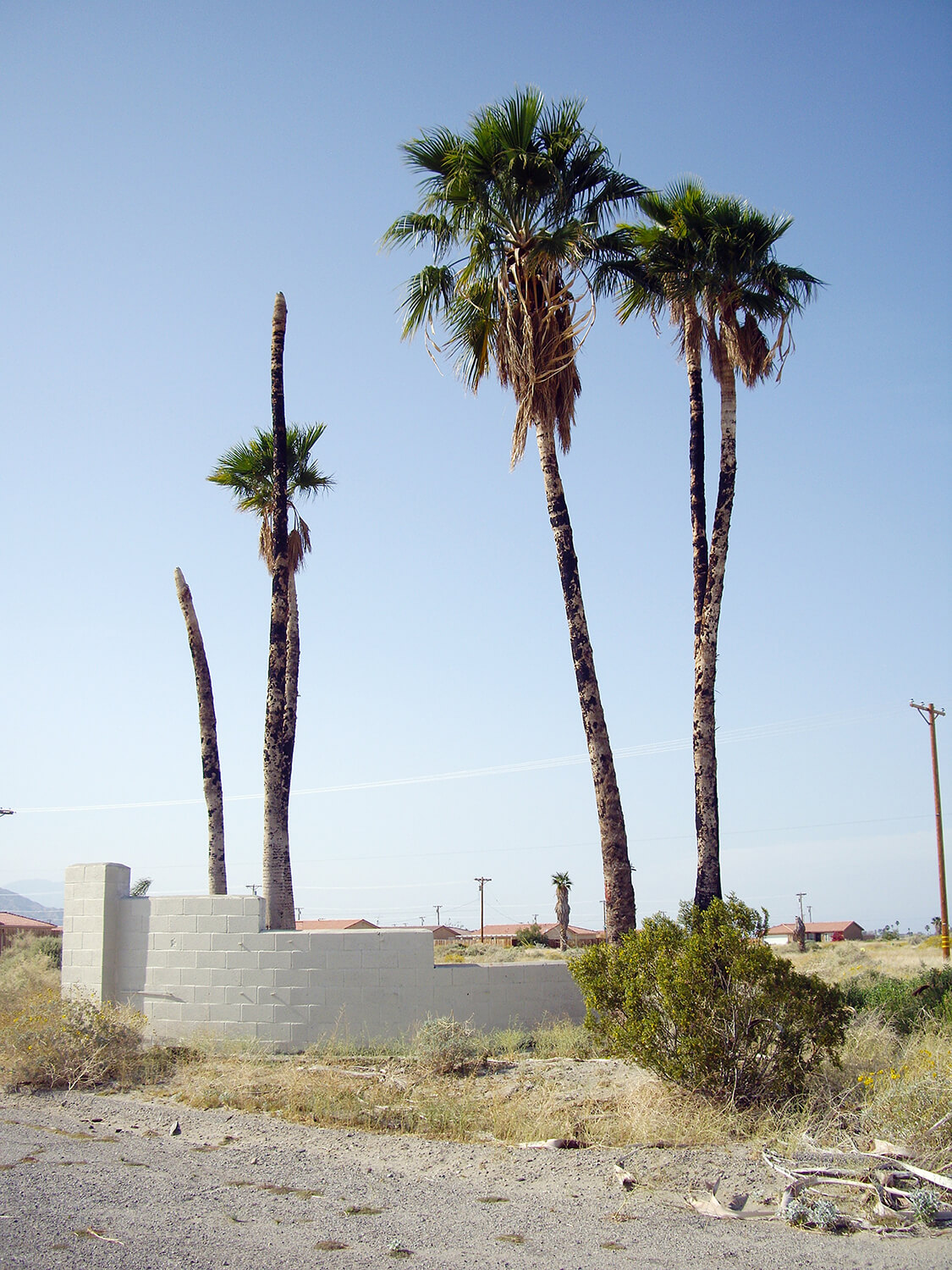 palmsatwindylane