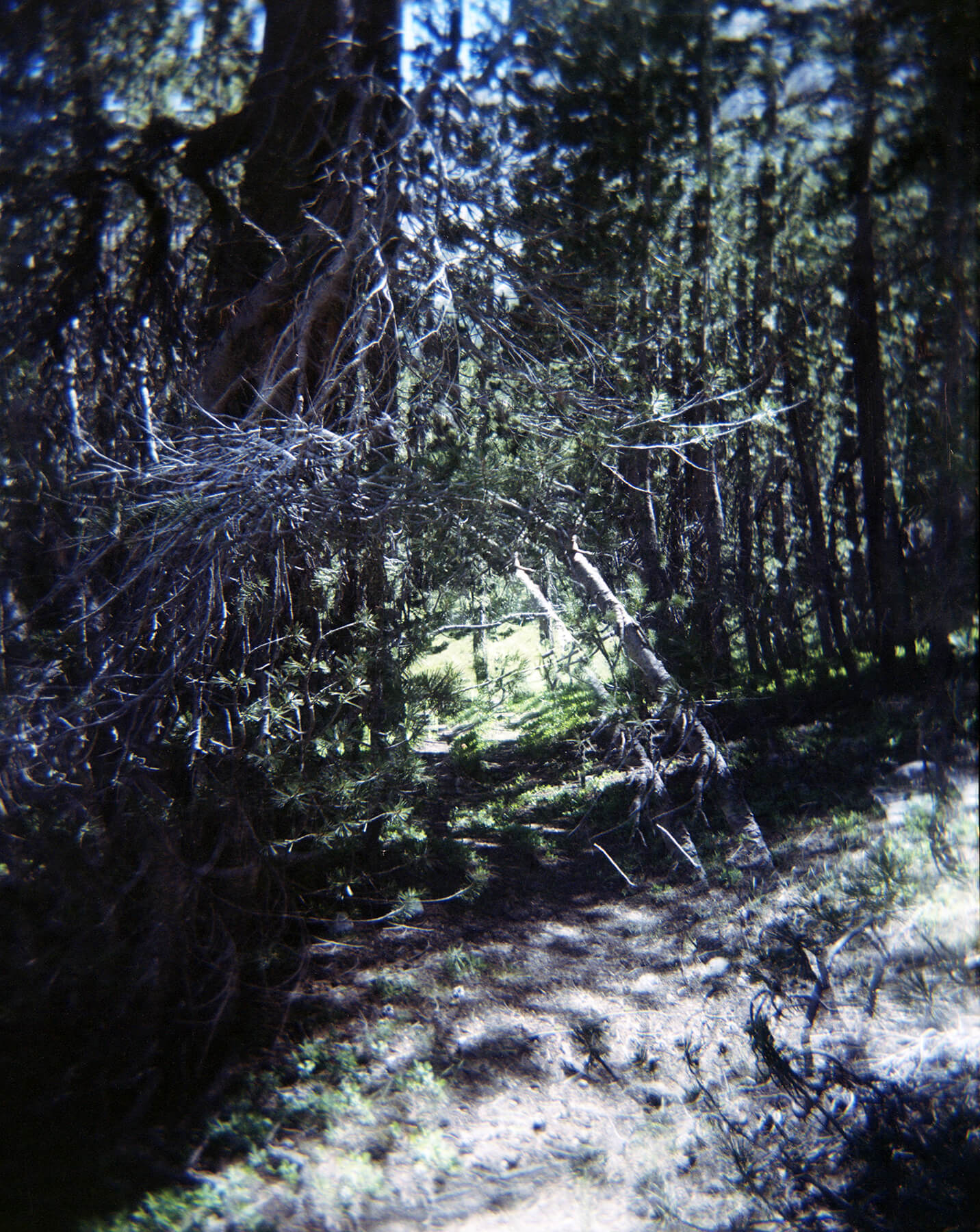 Mystery camp tree double