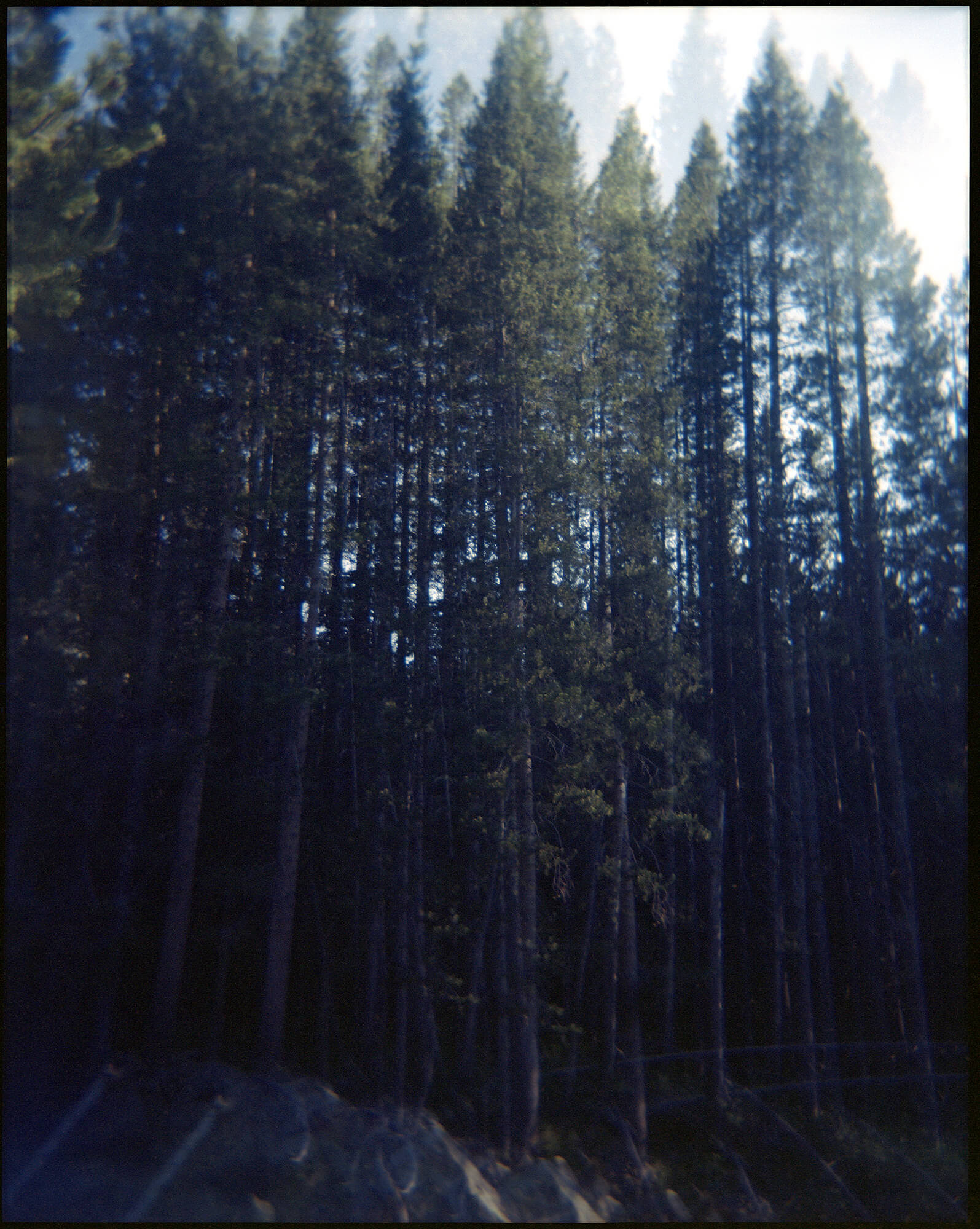 dark trees 1