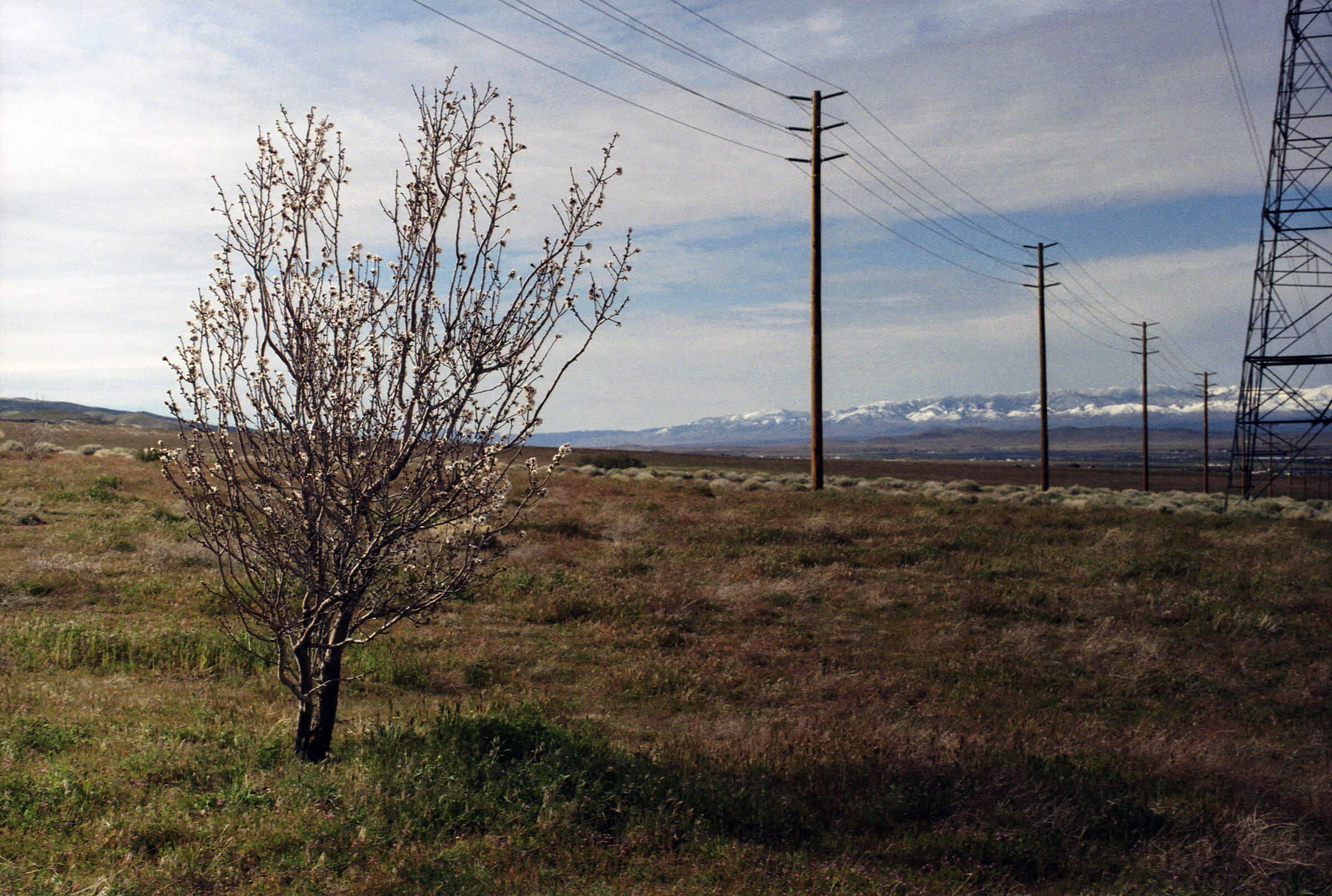 AlmondTree1 copy