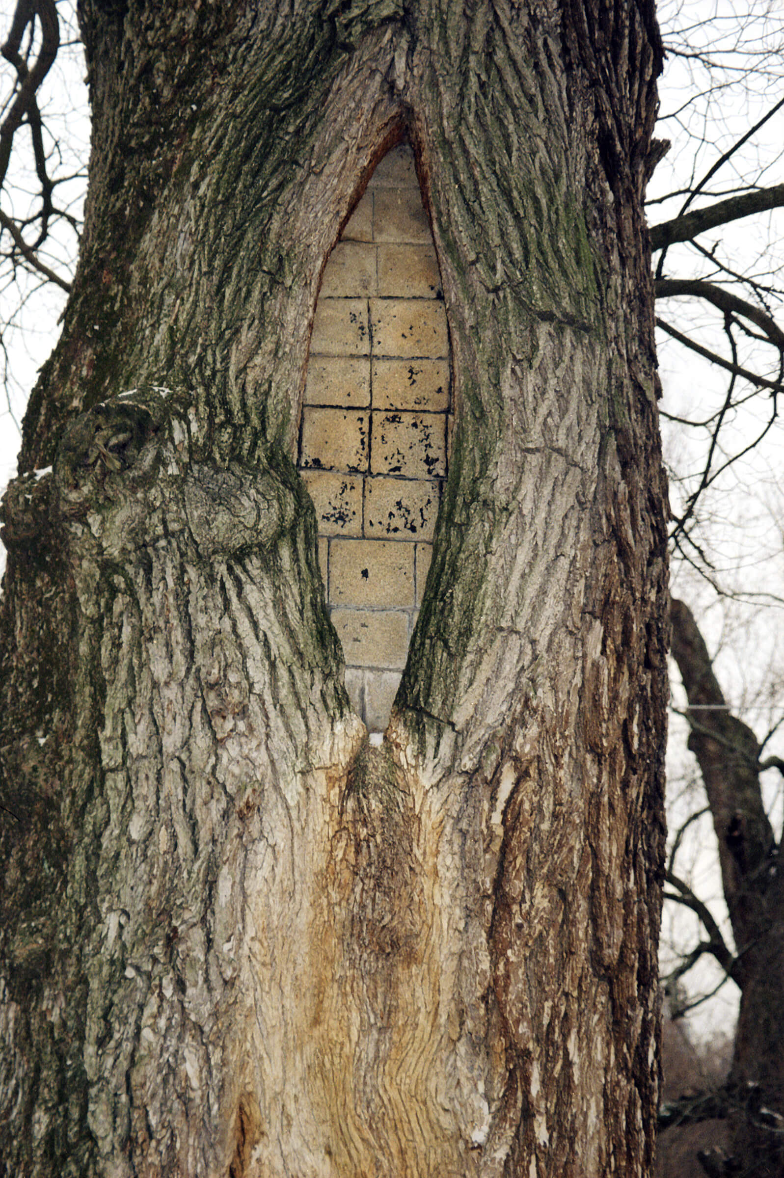 Boston BrickTree copy