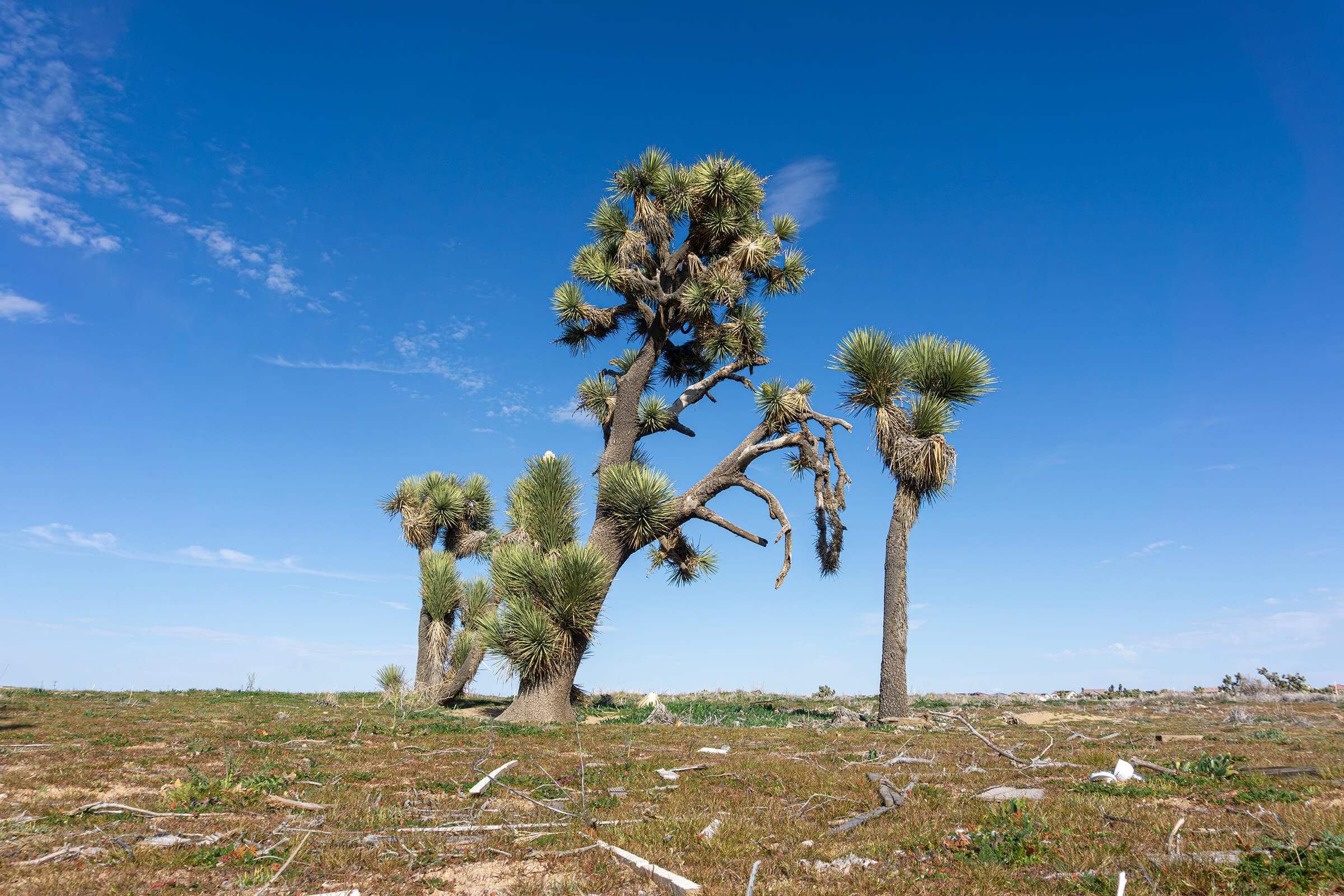 DSC05220-Enhanced-NR