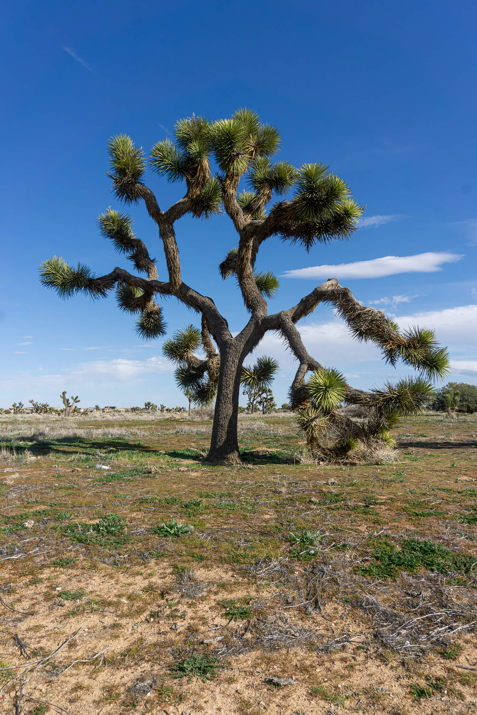 DSC05232-Enhanced-NR