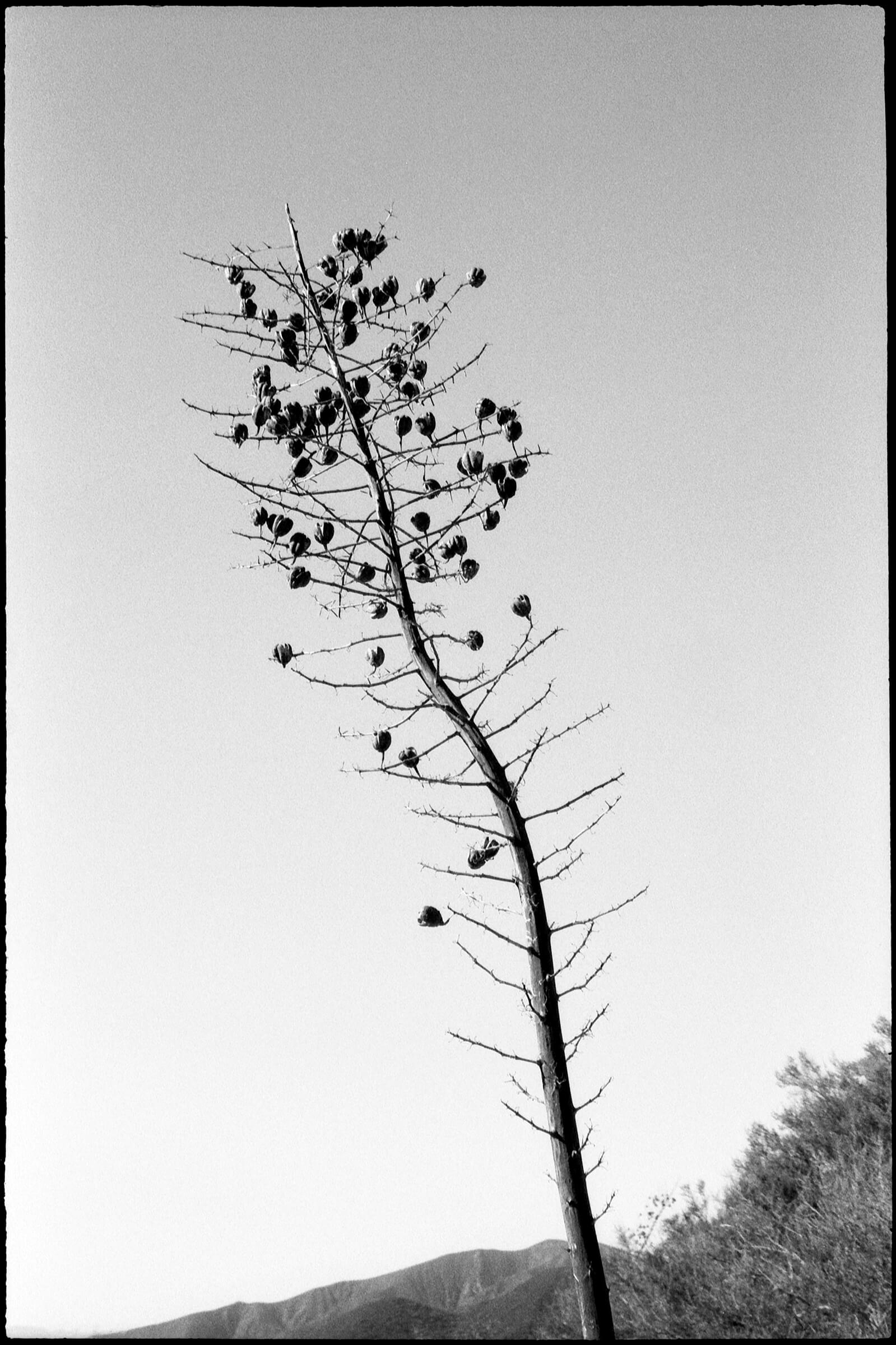 Grass Mt LordsCandle2