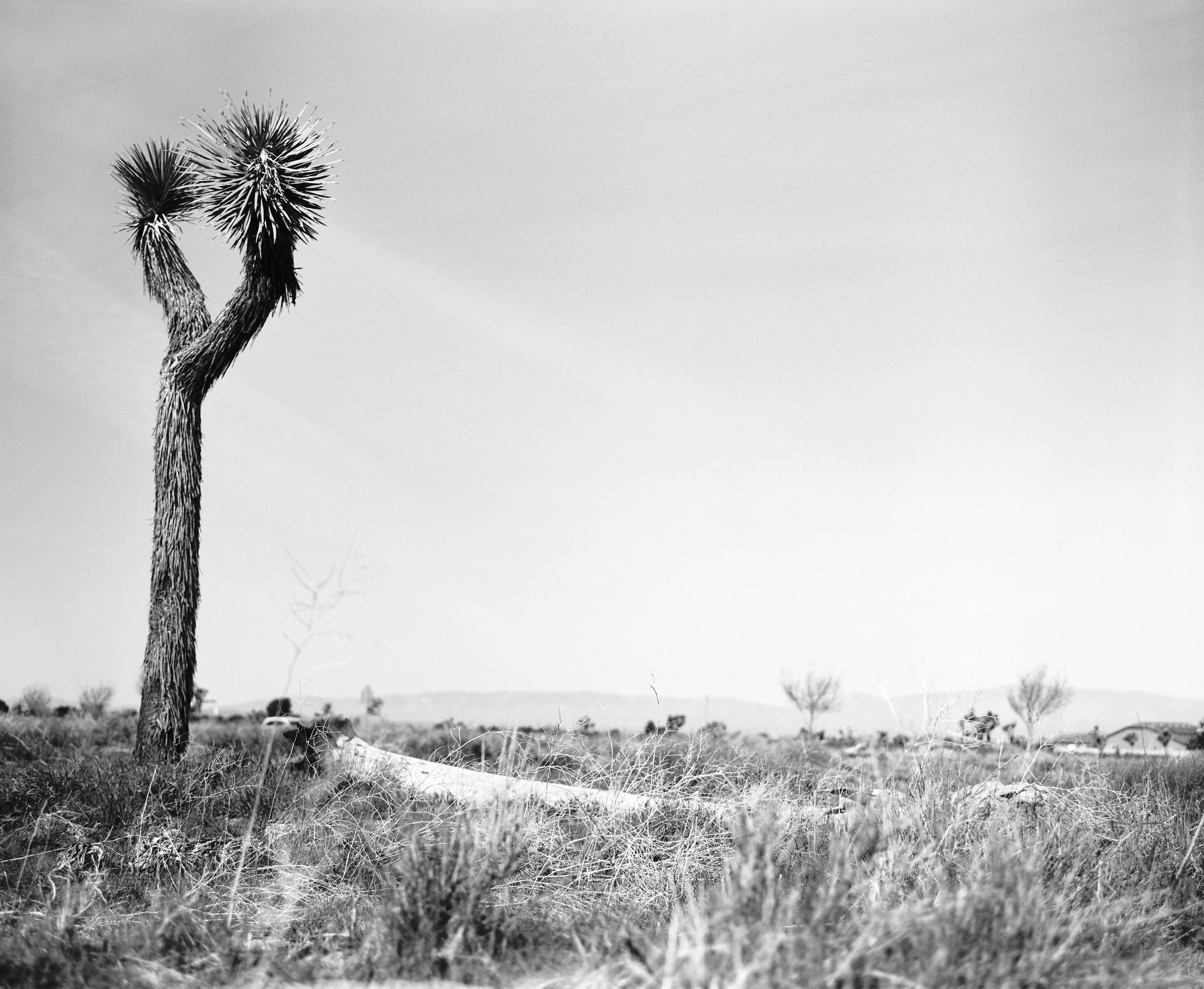 Pan F Jtrees 11 copy