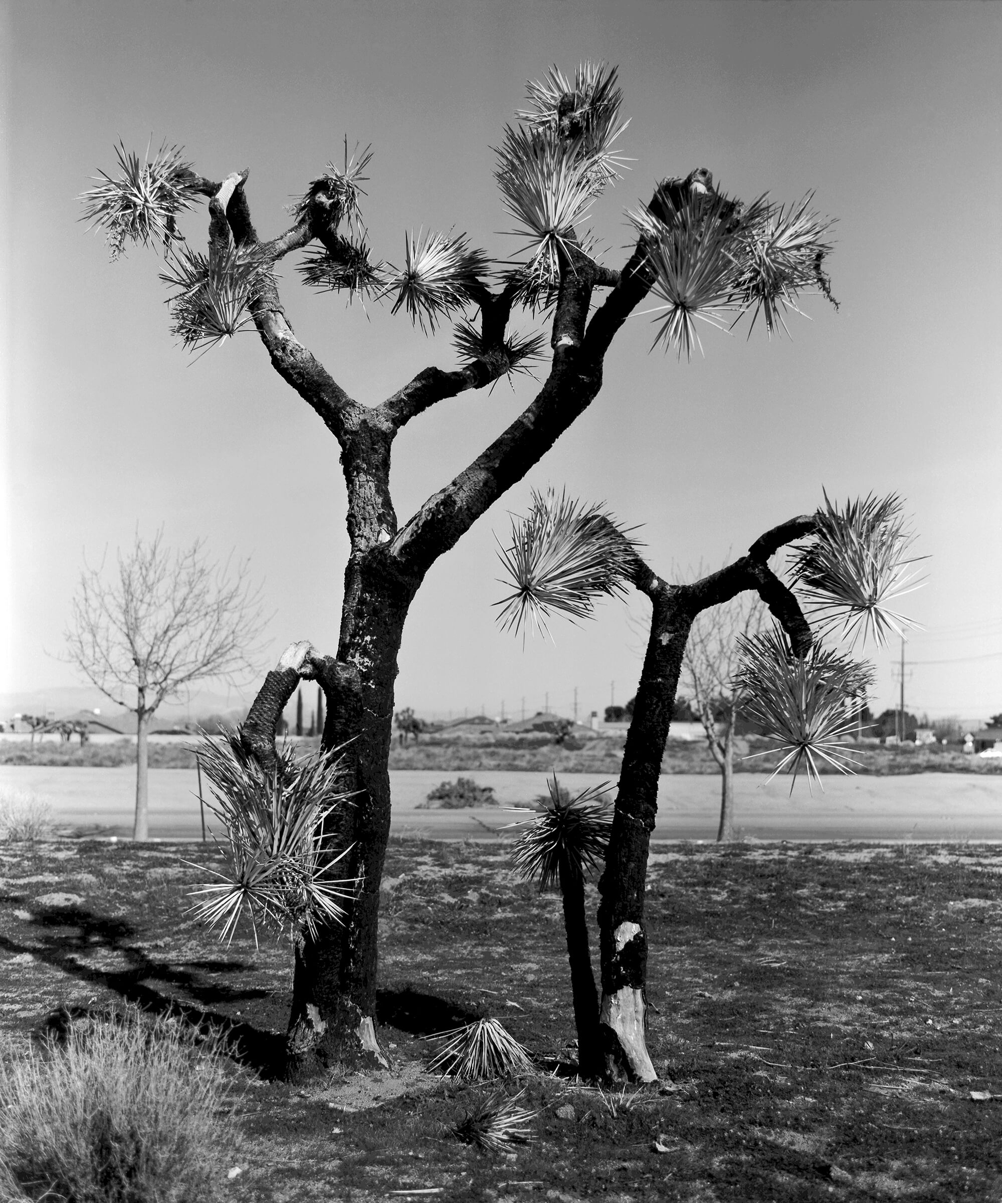 Pan F Jtrees 6 copy