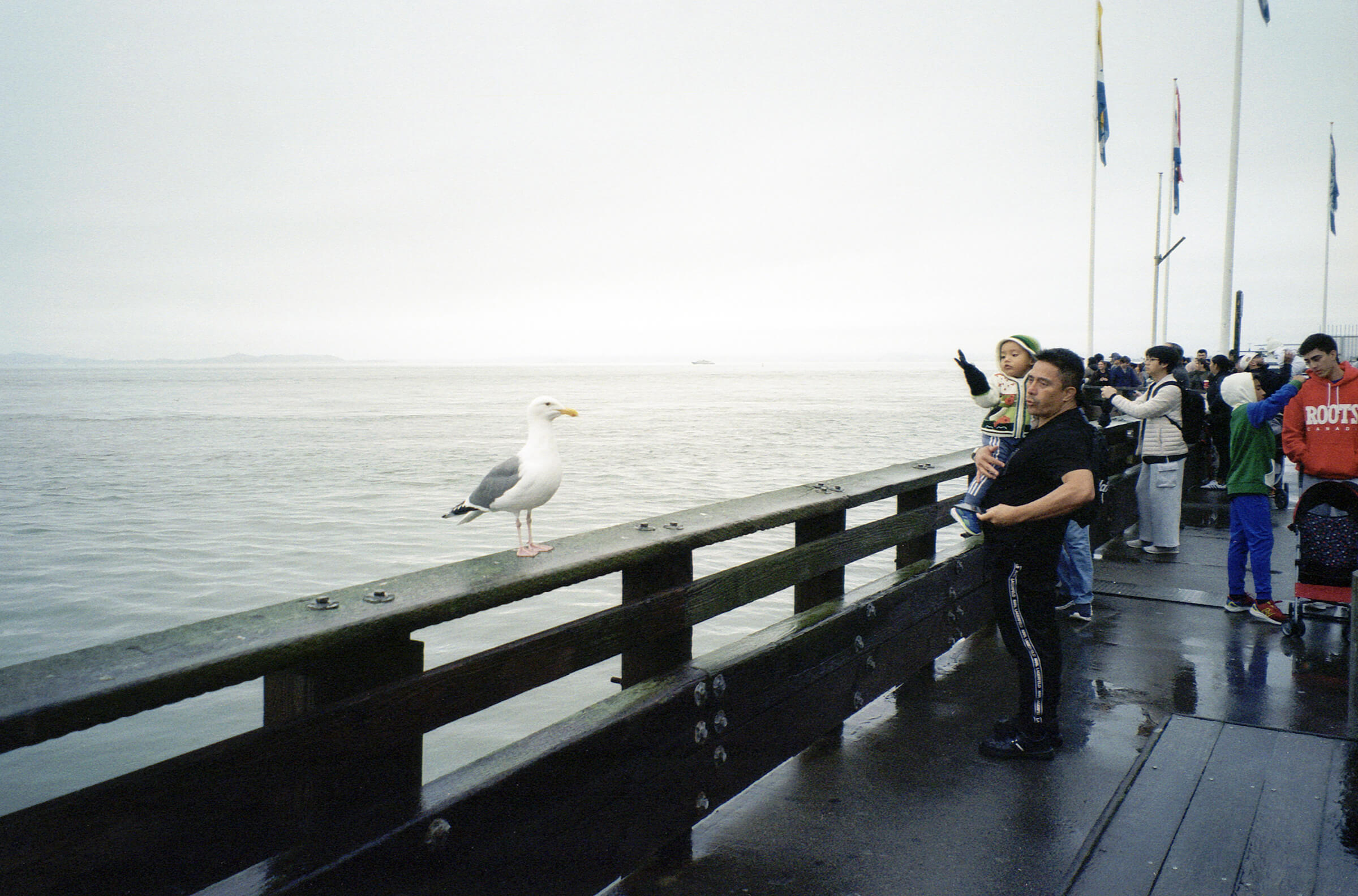 SFSeagullAndCrowd copy